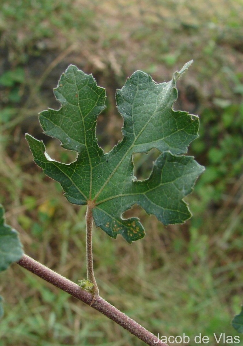 Urena lobata subsp. sinuata (L.) Borss.Waalk.